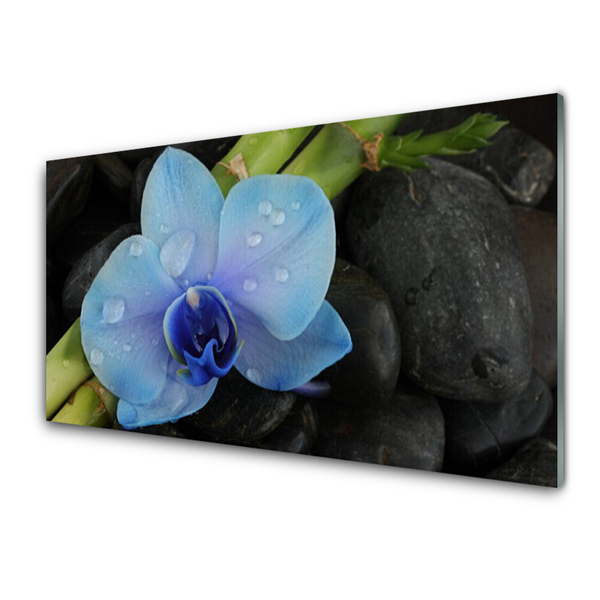 Nástenný panel  Kvet kamene rastlina