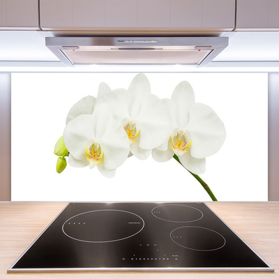 Sklenený obklad Do kuchyne Orchidea výhonky kvety príroda