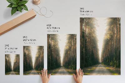 Poster na stenu Úžasný lesný chodník s vysokými stromami