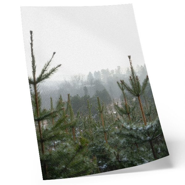 Poster na stenu Zelené borovice, hmla, jemná hĺbka, relaxačná atmosféra
