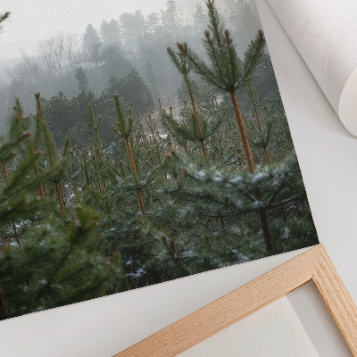 Poster na stenu Zelené borovice, hmla, jemná hĺbka, relaxačná atmosféra
