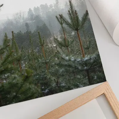 Plagát na stenu zelené borovice v hmle s jemnou hĺbkou pre relaxačnú atmosféru