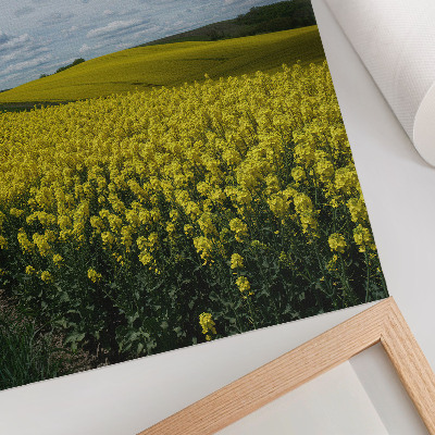 Poster na stenu Žlté polia kontrastujúce s modrou oblohou