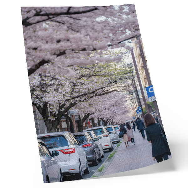 Poster na stenu Ulica s čerešňovými kvetmi a zaparkovanými autami