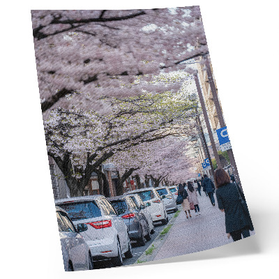 Poster na stenu Ulica s čerešňovými kvetmi a zaparkovanými autami