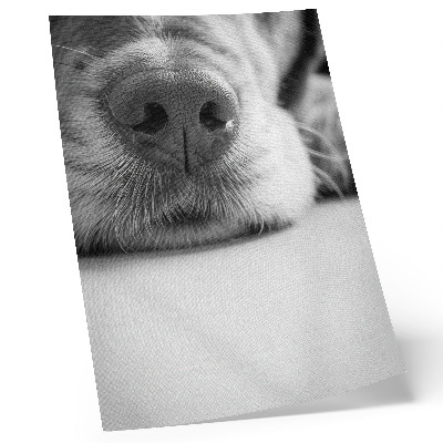 Poster na stenu Detailný záber psa, čiernobiela textúra, minimalizmus