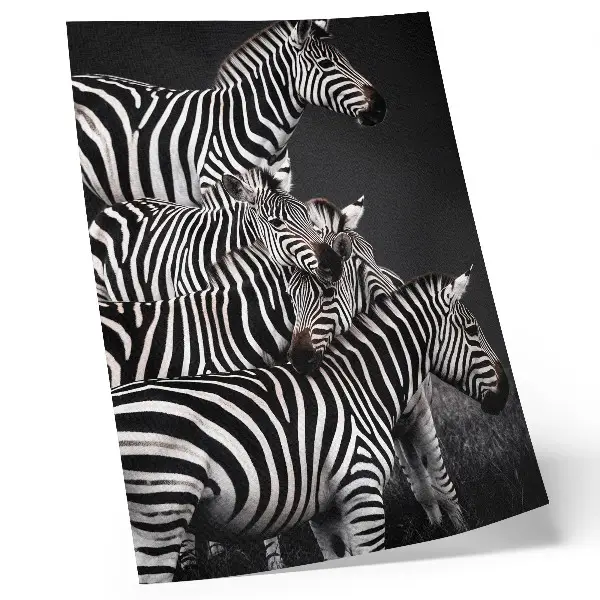 Plagát do obývačky zebra s kontrastnými čiernobielymi zvislými čiarami