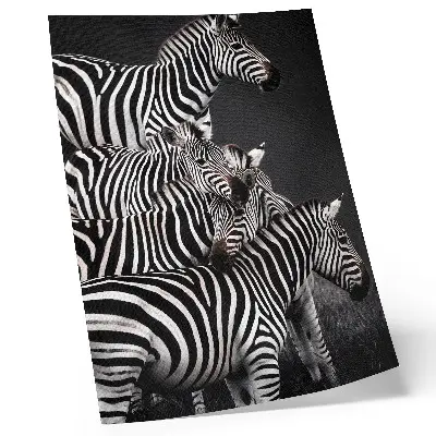 Plagát do obývačky zebra s kontrastnými čiernobielymi zvislými čiarami