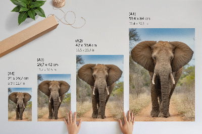 Poster na stenu Slon na ceste v africkej krajine
