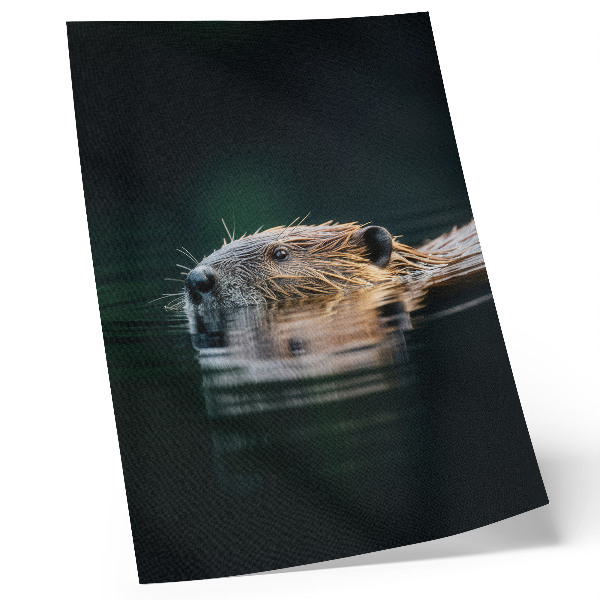 Poster na stenu Bobor vo vode pokojná príroda divočina