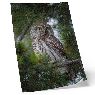 Poster na stenu Sova na borovicovej vetve príroda mier harmónia
