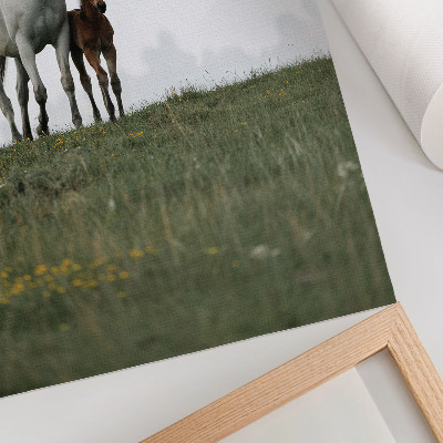 Plagát do obývačky Krása prírody s upokojujúcim pohľadom na kone
