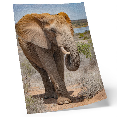 Poster na stenu Slon na savane, majestátna africká príroda