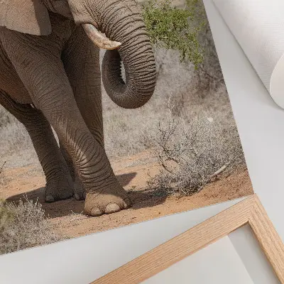 Plagát na stenu slon na savane a majestátna africká príroda