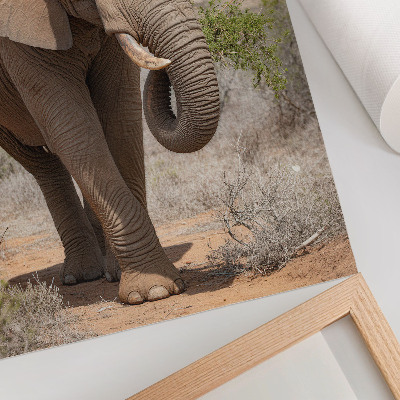 Poster na stenu Slon na savane, majestátna africká príroda