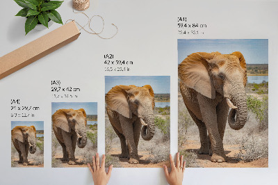 Poster na stenu Slon na savane, majestátna africká príroda