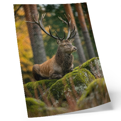 Poster na stenu Majestátny jeleň v lesnom prostredí