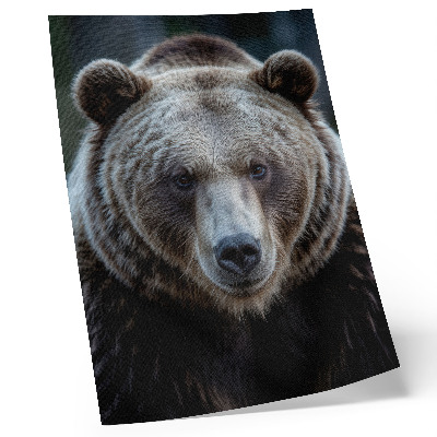 Poster na stenu Realistický portrét medveďa, pokojného a silného