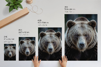 Poster na stenu Realistický portrét medveďa, pokojného a silného