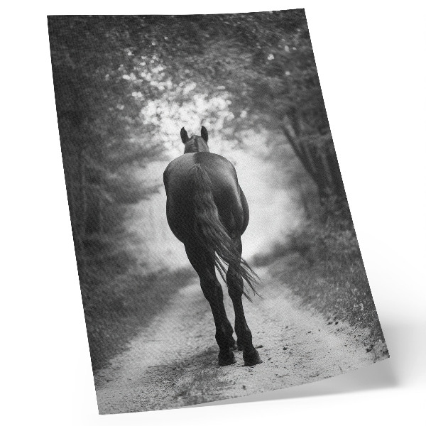 Poster na stenu Fotografia čiernobieleho koňa v lese