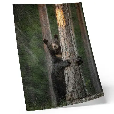 Plagát medveď v lese v realistickom vyhotovení