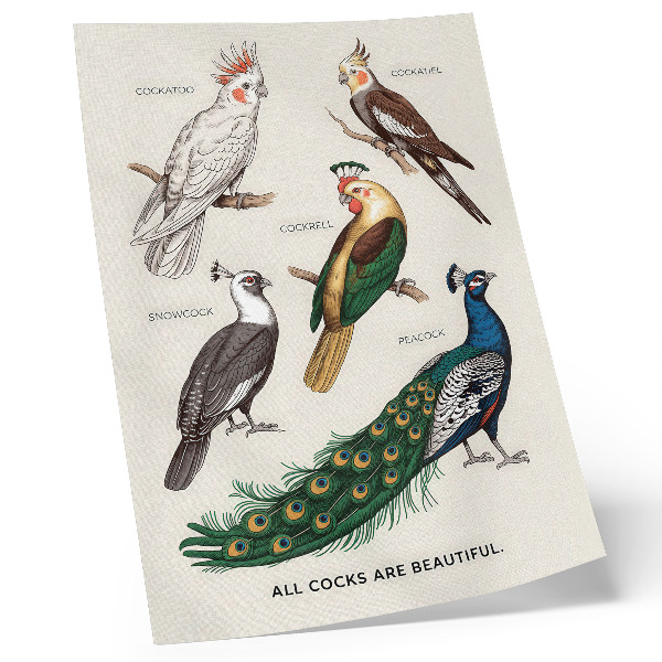 Poster na stenu Elegantné vtáky, perie, rozmanité farby