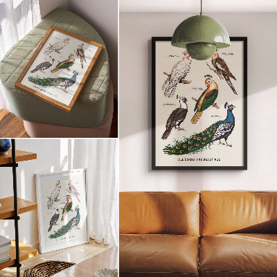 Poster na stenu Elegantné vtáky, perie, rozmanité farby