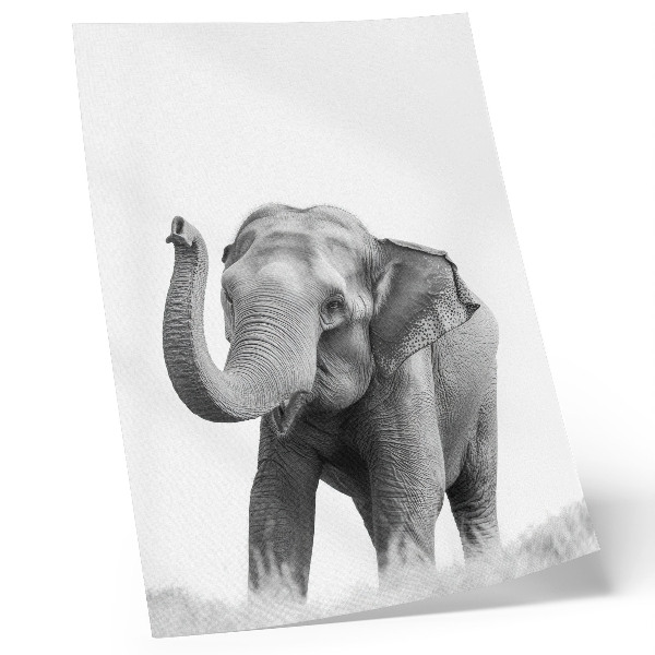 Plagát Monochromatický slon so zdvihnutým chobotom