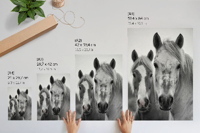 Poster na stenu Kone v monochromatickom zábere plnom elegancie