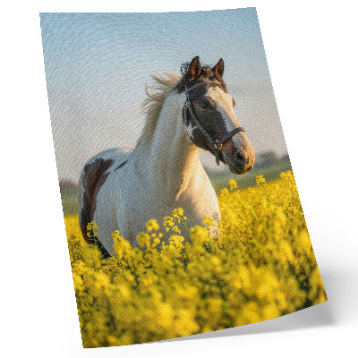 Poster na stenu Elegantný kôň na jarnom poli plnom kvetov