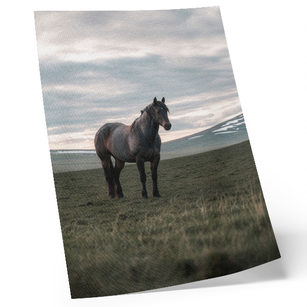Poster na stenu Kôň na lúke, oblaky, ráno, harmónia prírody