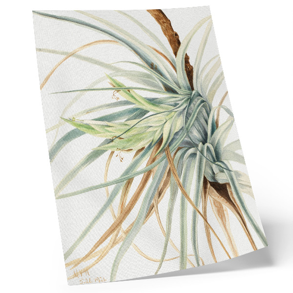 Plagát Divoký ananás (Tillandsia fasciculata) (1921) od Mary Vaux Walcott