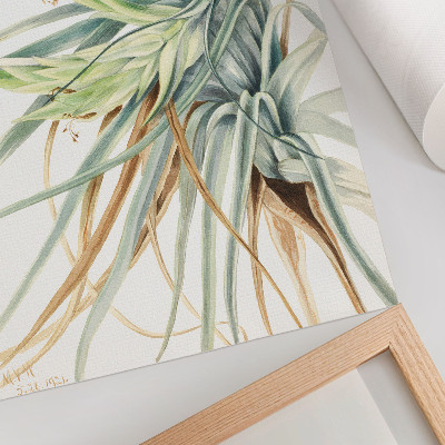 Plagát Divoký ananás (Tillandsia fasciculata) (1921) od Mary Vaux Walcott