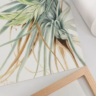 Plagát divoký ananás (Tillandsia fasciculata) z roku 1921 od Mary Vaux Walcott
