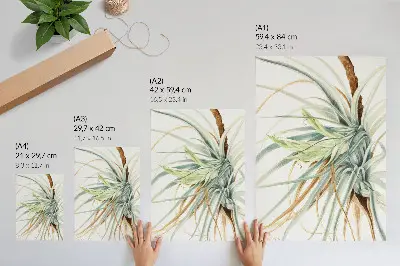 Plagát divoký ananás (Tillandsia fasciculata) z roku 1921 od Mary Vaux Walcott