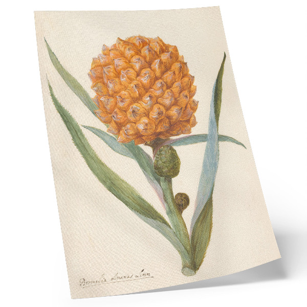 Plagát do obývačky Bromélia ananas linn (cca 1700 - c. 1749) od anonymného umelca