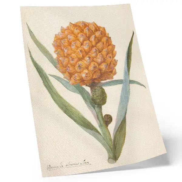 Plagát s motívom bromélie bromélia ananas linn od anonymného umelca z rokov cca 1700 – 1749