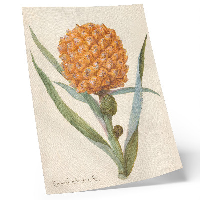 Plagát do obývačky Bromélia ananas linn (cca 1700 - c. 1749) od anonymného umelca