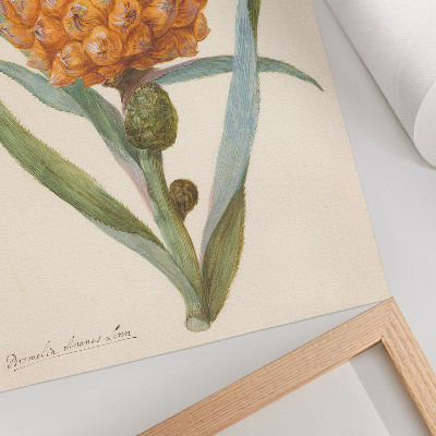 Plagát do obývačky Bromélia ananas linn (cca 1700 - c. 1749) od anonymného umelca