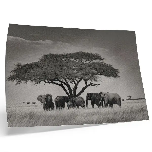 Plagát Slony pod stromom v africkej savane retro štýl