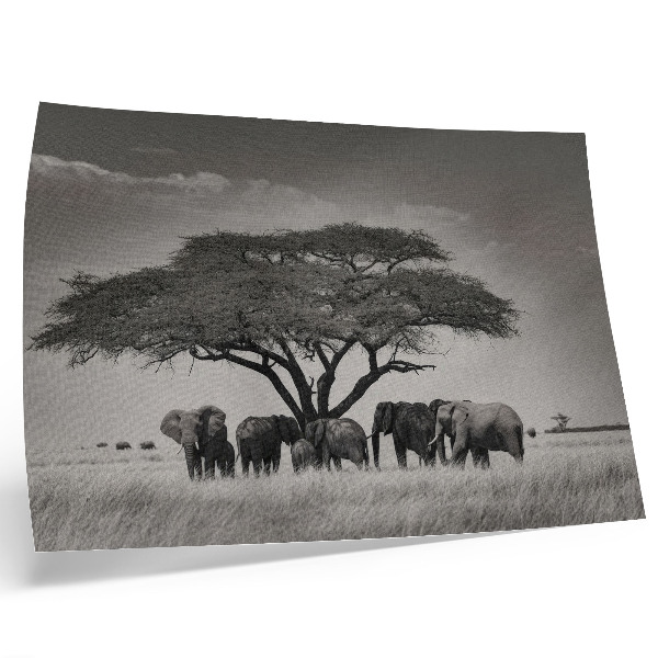 Retro plagát Slony pod stromom v africkej savane