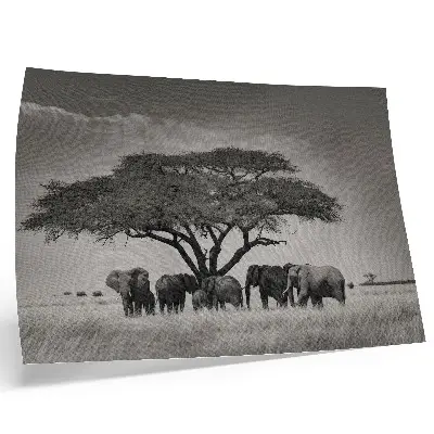 Plagát Slony pod stromom v africkej savane retro štýl