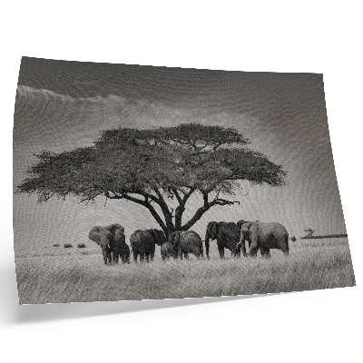 Retro plagát Slony pod stromom v africkej savane