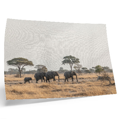 Plagát do izby Slony na africkej savane medzi stromami