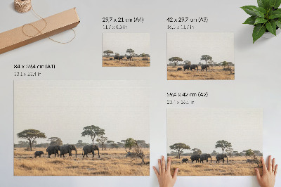 Plagát do izby Slony na africkej savane medzi stromami
