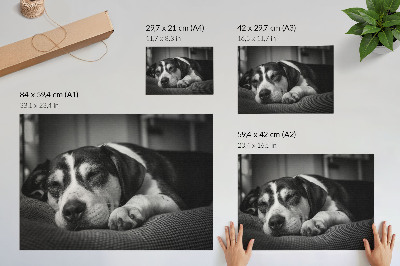 Poster Rozkošný pes spí na vankúši