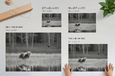 Plagát Medveď pri vode čiernobiela atmosféra do izby