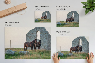 Poster Kontrast ruín a koní v zeleni