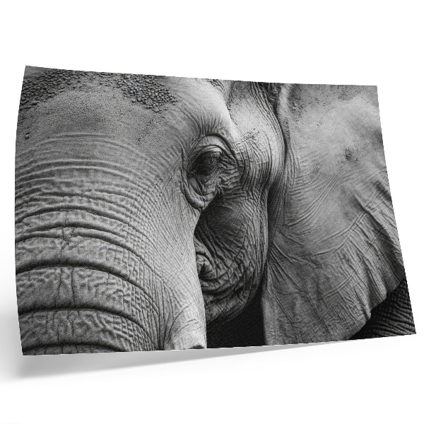 Plagát do izby Monochromatické detaily slona minimalizmus elegancia
