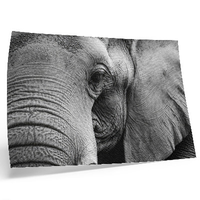 Plagát do izby Monochromatické detaily slona minimalizmus elegancia